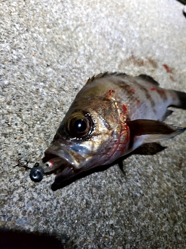 メバルの釣果