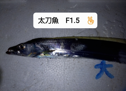 タチウオの釣果