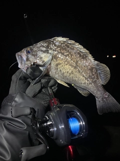 クロソイの釣果