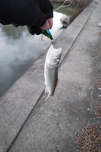 ハスの釣果