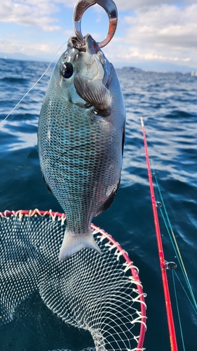 メジナの釣果