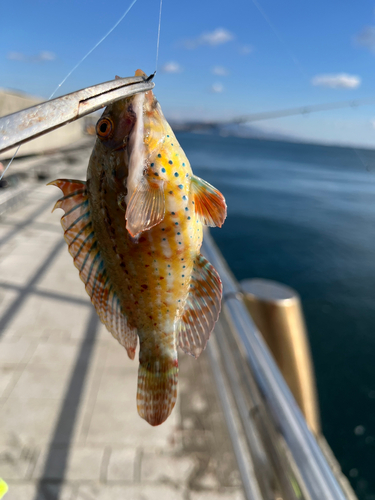 オハグロベラの釣果