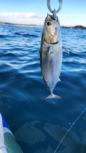 ソウダガツオの釣果