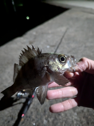 シロメバルの釣果