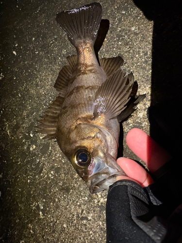 メバルの釣果