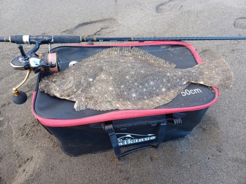 ヒラメの釣果