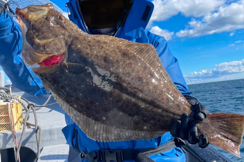 ヒラメの釣果