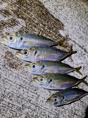 アジの釣果