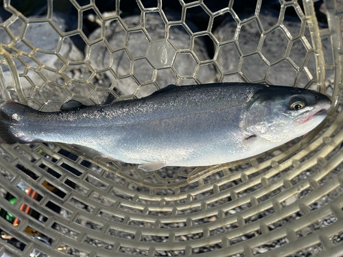 サクラマスの釣果