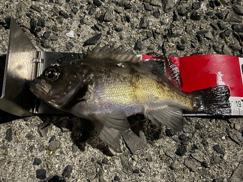メバルの釣果
