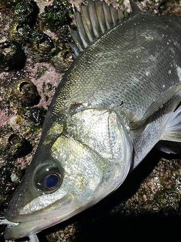 ヒラスズキの釣果