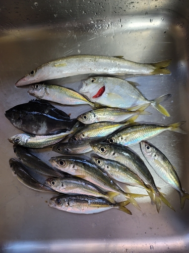 カマスの釣果