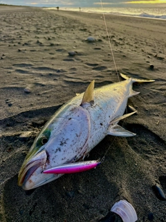 ブリの釣果