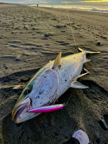 ブリの釣果