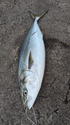 ハマチの釣果