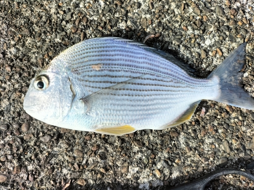 ヘダイの釣果