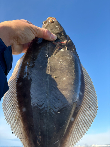 カレイの釣果