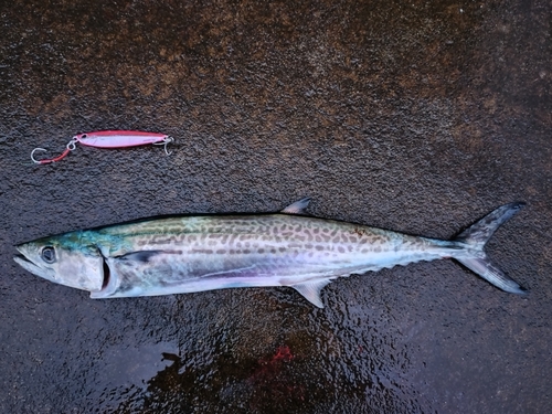 サゴシの釣果