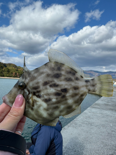 カワハギの釣果