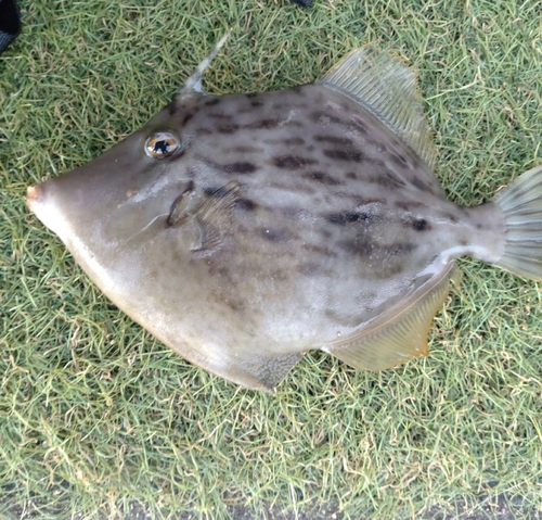 カワハギの釣果