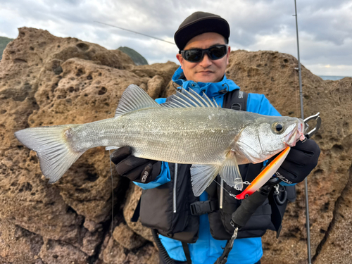 ヒラスズキの釣果