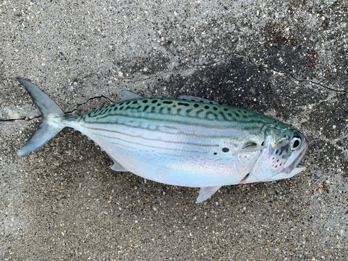 グルクマの釣果