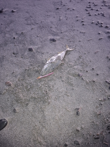 イナダの釣果