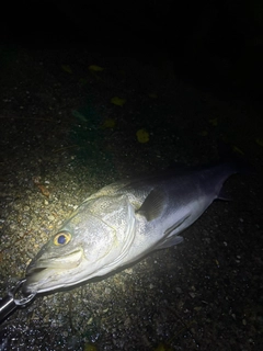 スズキの釣果