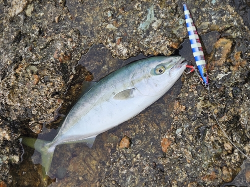 ヤズの釣果