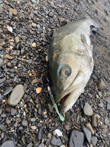 スズキの釣果