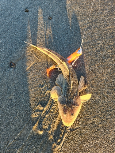 マゴチの釣果