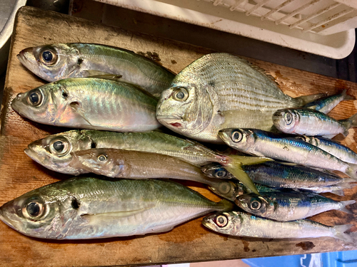 アジの釣果