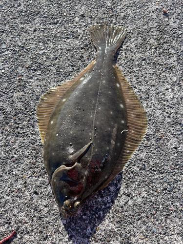 カレイの釣果