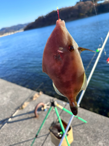 ウマヅラハギの釣果