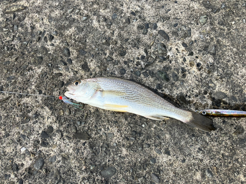 ニベの釣果