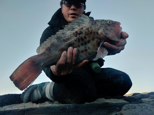 ブダイの釣果