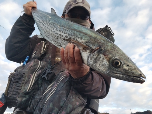 サワラの釣果