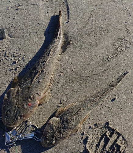 マゴチの釣果