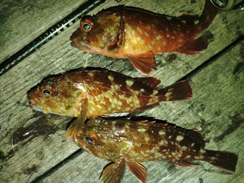 カサゴの釣果