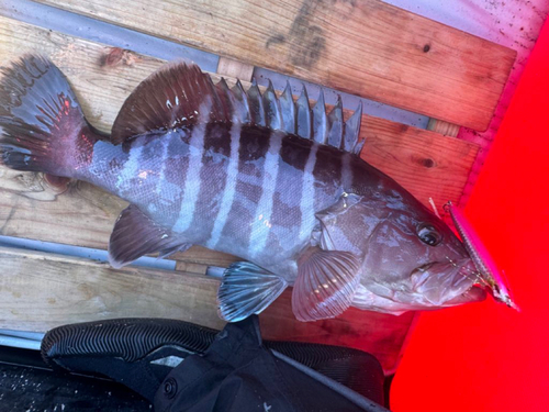 マハタの釣果