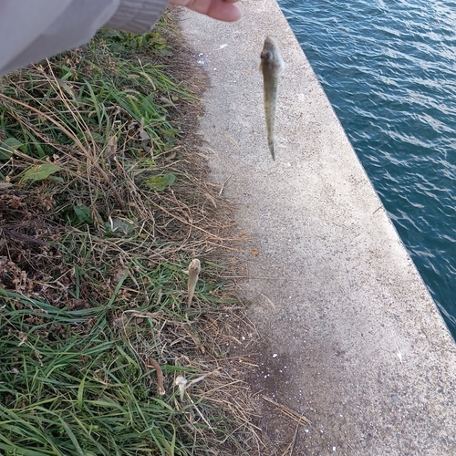 マハゼの釣果