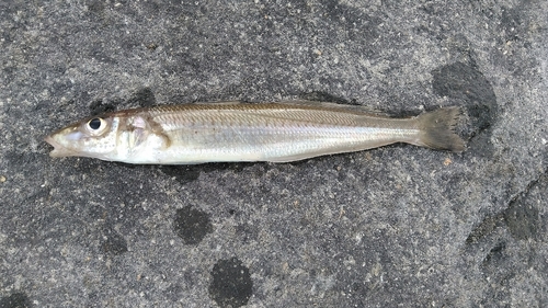 シロギスの釣果