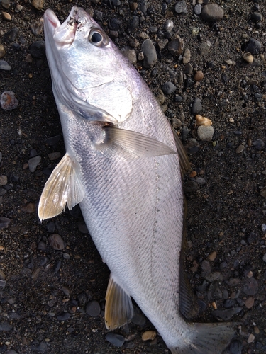 ニベの釣果