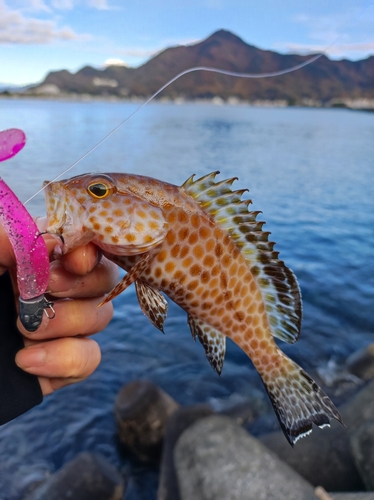 オオモンハタの釣果