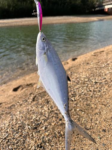 ミナミイケカツオの釣果