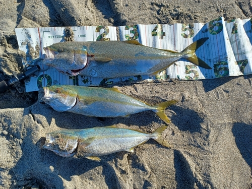 イナダの釣果