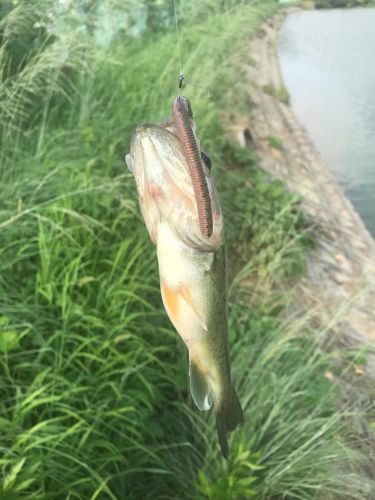 ブラックバスの釣果