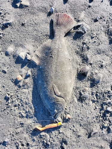 ヒラメの釣果