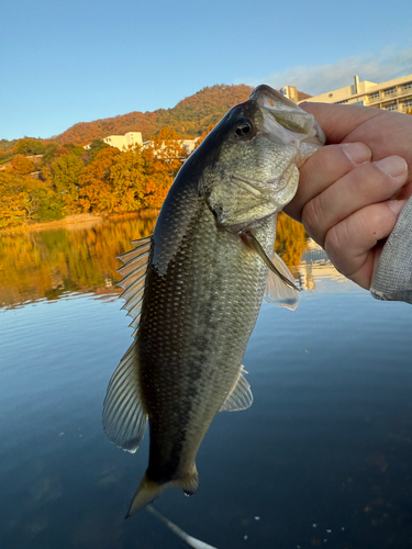 ラージマウスバスの釣果