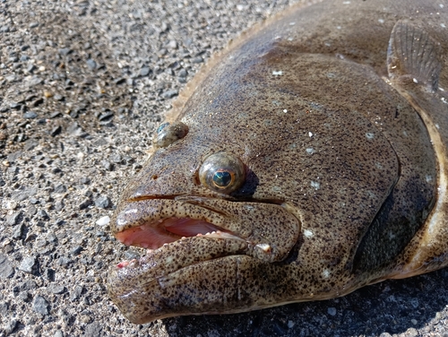 ヒラメの釣果